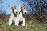 FOX TERRIER 405